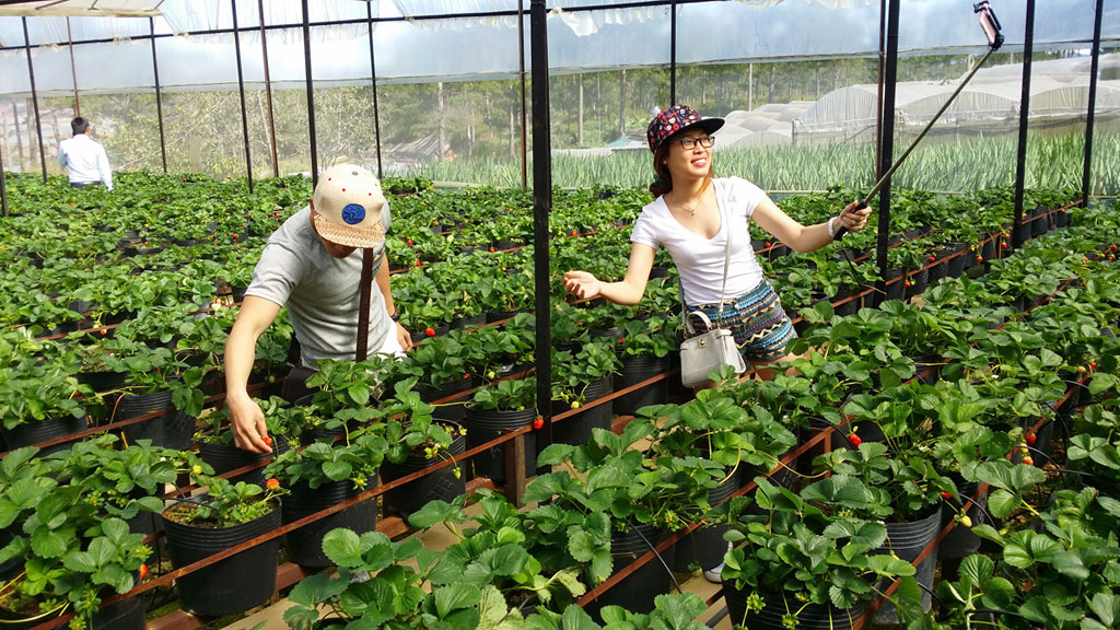 Kiểm tra mô hình sản xuất nông nghiệp ứng dụng khoa học công nghệ cao  Tin  hoạt động của tỉnh  Cổng thông tin điện tử tỉnh Thái Nguyên